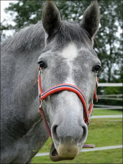 Ce cheval est de robe :