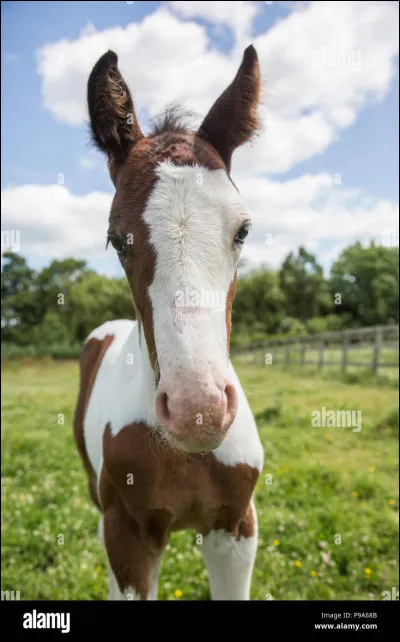 Ce cheval a :