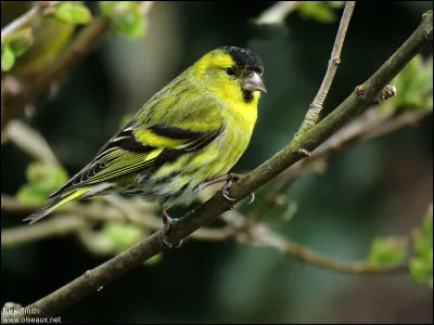 Voie aérienne, c'est le...