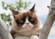 Test Quel chat clbre es-tu ?