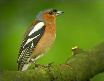 Quel est cet oiseau ?