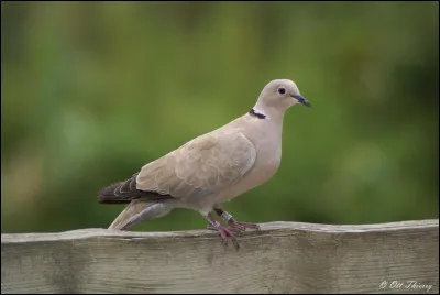 Quel est cet oiseau ?
