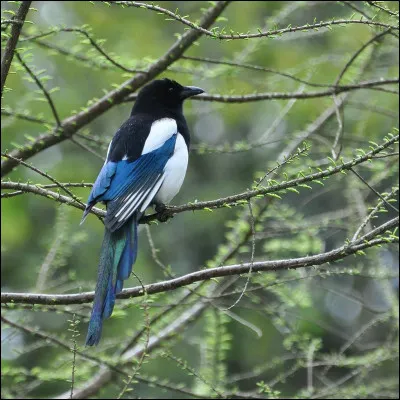 Quel est cet oiseau ?