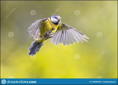 Quel est cet oiseau ?