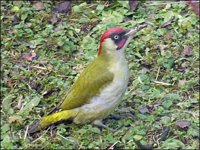 Quel est cet oiseau ?