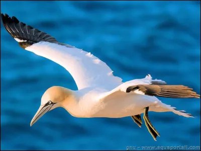 Quel est cet oiseau ?