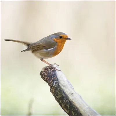Quel est cet oiseau ?