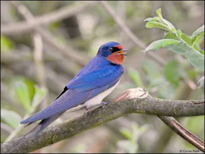 Quel est cet oiseau ?