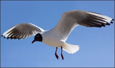Quel est cet oiseau ?