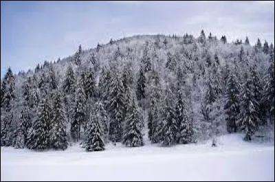 Lequel de ces conifères perd ses aiguilles en hiver ?