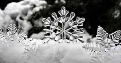 En Amérique du Nord a lieu le 2 février, le Groundhog Day". Traduit en français cela veut dire :
