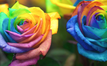 Quiz Couleurs