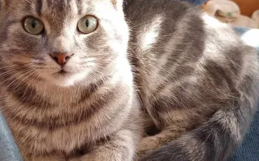 Quiz Animaux
