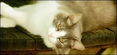 Comment sont les motifs de son pelage ?