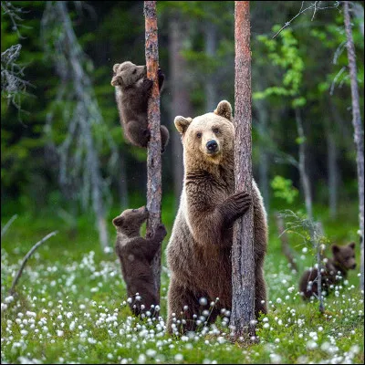 Tu pr&eacute;f&egrave;res : (L'ours te surveille ( : )