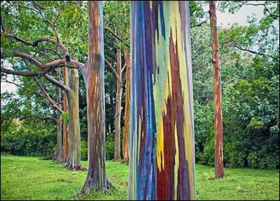 Eucalyptus Deglupta : 
Quel drôle d'arbre ! Il est cultivé pour son côté coloré. 
D'ailleurs, quel est son petit nom ?