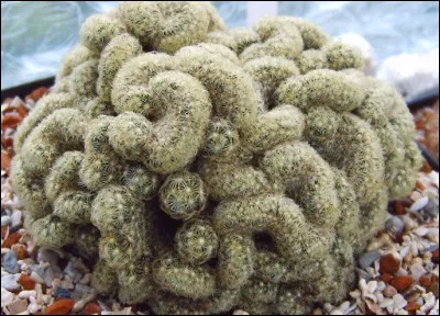 Mammillaria Elongata Cristata : 
Drôle de cactus ! 
De quoi a-t-il la forme ?