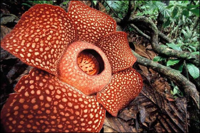 Rafflesia Arnoldi : Cette plante pousse dans les forêts de Borneo et Sumatra. Elle peut atteindre les 11 kilos et avoir un diamètre de plus de 1 mètre.Comment est-elle surnommée ?
