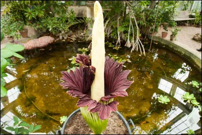 Amorphophallus Titanuma : 
L'éclosion de cette plante est assez rare car elle se fait par période tous les 4 à 6 ans.
Quelle est sa particularité ?