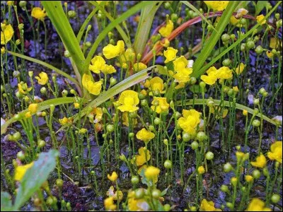 Utricularia Gibba : 
Cette jolie plante jaune qui paraît inoffensive est en réalité très dangereuse.
Pourquoi ?