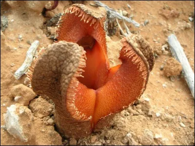 Hydnora Africana : 
L'Hydnora africana vient d'Afrique du sud. L'essentiel de la plante pousse sous la terre, c'est la fleur qui émerge du sol.
Et cette plante, quelle odeur émet-elle pour attirer les insectes ?