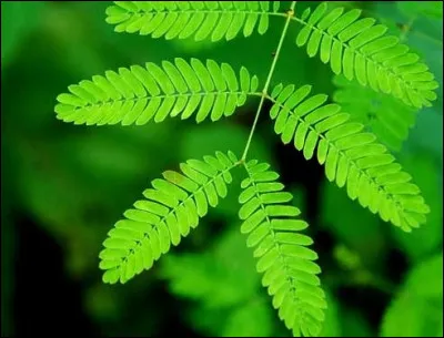 Mimosa Pudica : 
La Mimosa pudica est considérée comme une plante timide. Elle pousse comme une mauvaise herbe dans les régions tropicales d'Amérique centrale et d'Amérique du sud. 
Mais pourquoi dit-on qu'elle est timide ?
