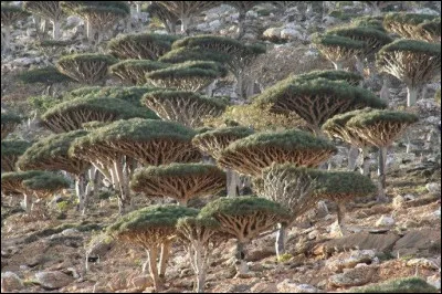 Dracaena Cinnabari : 
Cet arbre pousse sur une île aux allures extraterrestres : Socotra. Il n'y a que sur cette île où on peut en trouver.
Quelle est la particularité de ces arbres ?