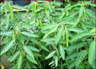 Desmodium Gyrans : 
Cette plante vient du Sud de l'Asie. 
Comment la surnomme-t-on ?