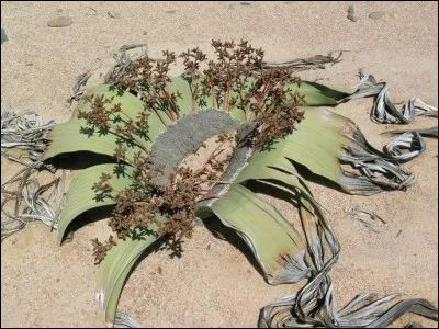 Welwitschia Mirabilis : 
En Namibie, où elle pousse, elle est réputée pour être comestible crue ou cuite dans des cendres chaudes. 
Mais quelle est la durée de vie de cette plante ?