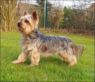 Quel est cet animal en Y, une race de chien de petite taille du groupe des terriers, originaire du comté anglais du même nom ?