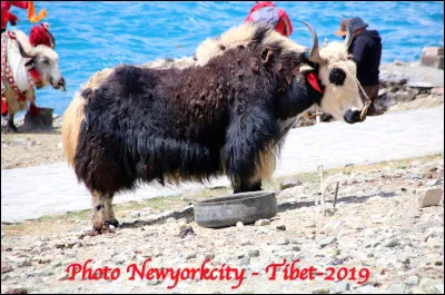 Quel est ce ruminant domestique en Y, un animal à longue toison qui vit dans l'Himalaya ?