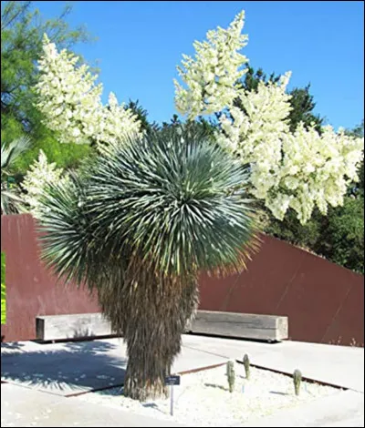 Quelle est cette plante en Y, arbustive et vivace avec des feuilles en forme d'épée et des fleurs blanches ?