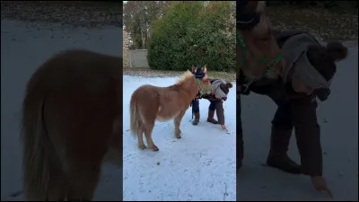Quel est le poney le plus coquin ?