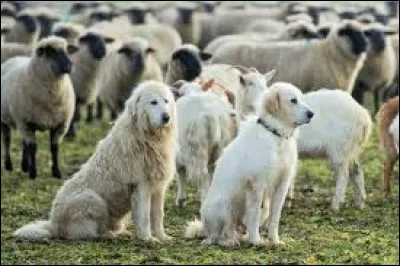 Quel est ce chien des Pyrénéens capable de défendre un troupeau de mouton ?