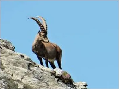 C'est un expert en parois inclinées, quel est donc cet animal ?