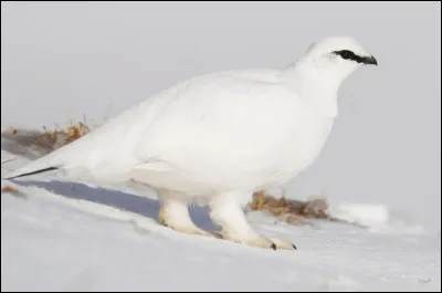 Quel est ce volatile que l'on peut apercevoir dans les hautes montagnes ?