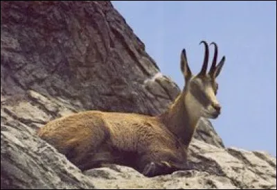Quel est ce mammifère de montagne ?
