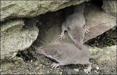 Quel est ce petit insectivore accoutumé des roches de montagne ?
