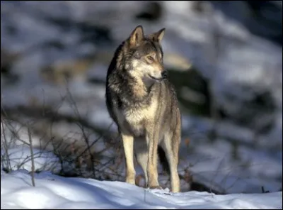Quel est cet animal qui peut vivre aussi en montagne ?