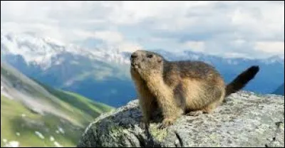 Quel est cet animal de montagne, siffleur à ses heures ?