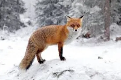 Quel est ce mammifère capable de modifier son alimentation selon les saisons ?