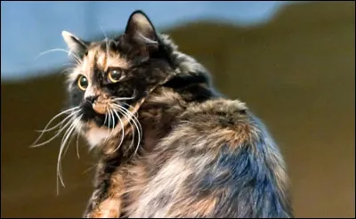 De quelle race ce chat si rare est-il ?