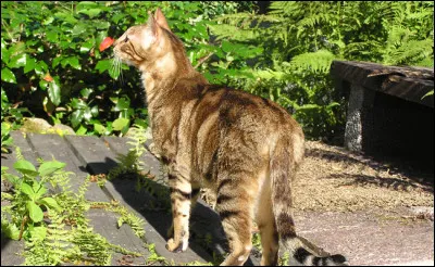 Quelle est cette race toujours très rare ?