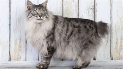 Quelle est cette race de chats rares aux longs poils ?