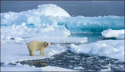 Comment appelle-t-on l'étendue de glace qui se forme à la surface de l'eau et occupe une partie de l'océan arctique ?