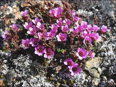 Quelle est cette fleur que l'on peut trouver en Arctique, jusqu'à des latitudes très hautes ?