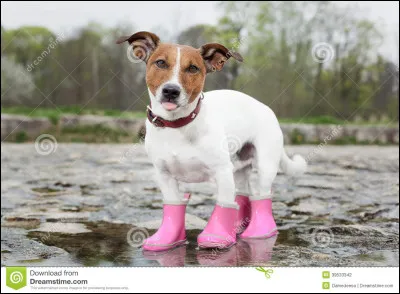 "Il faut au moins promener son chien trois à quatre fois par jour."
Le fais-tu ?