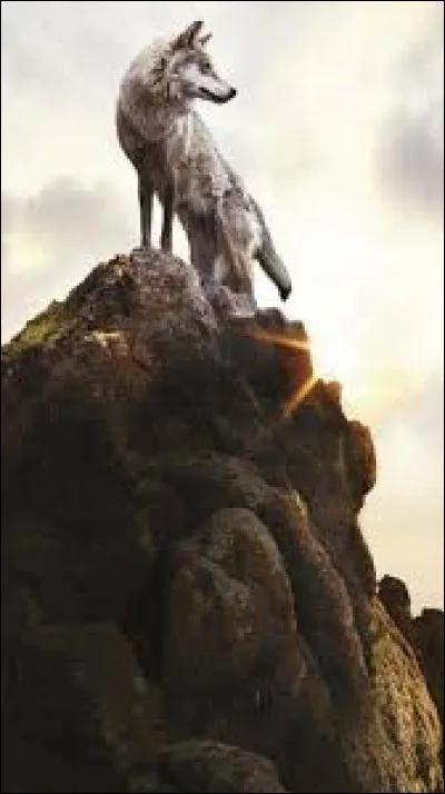 Dans l'uvre littéraire de Jack London, comment se nomme le chien croisé qui va devenir le mâle dominant d'une bande de loups ?