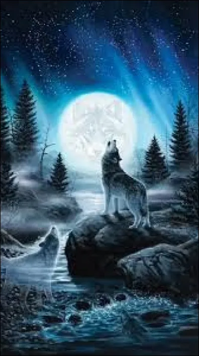 À l'état sauvage, quelle est la durée de vie typique du loup gris ?