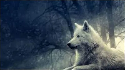 Comment dit-on le "loup" en anglais ?